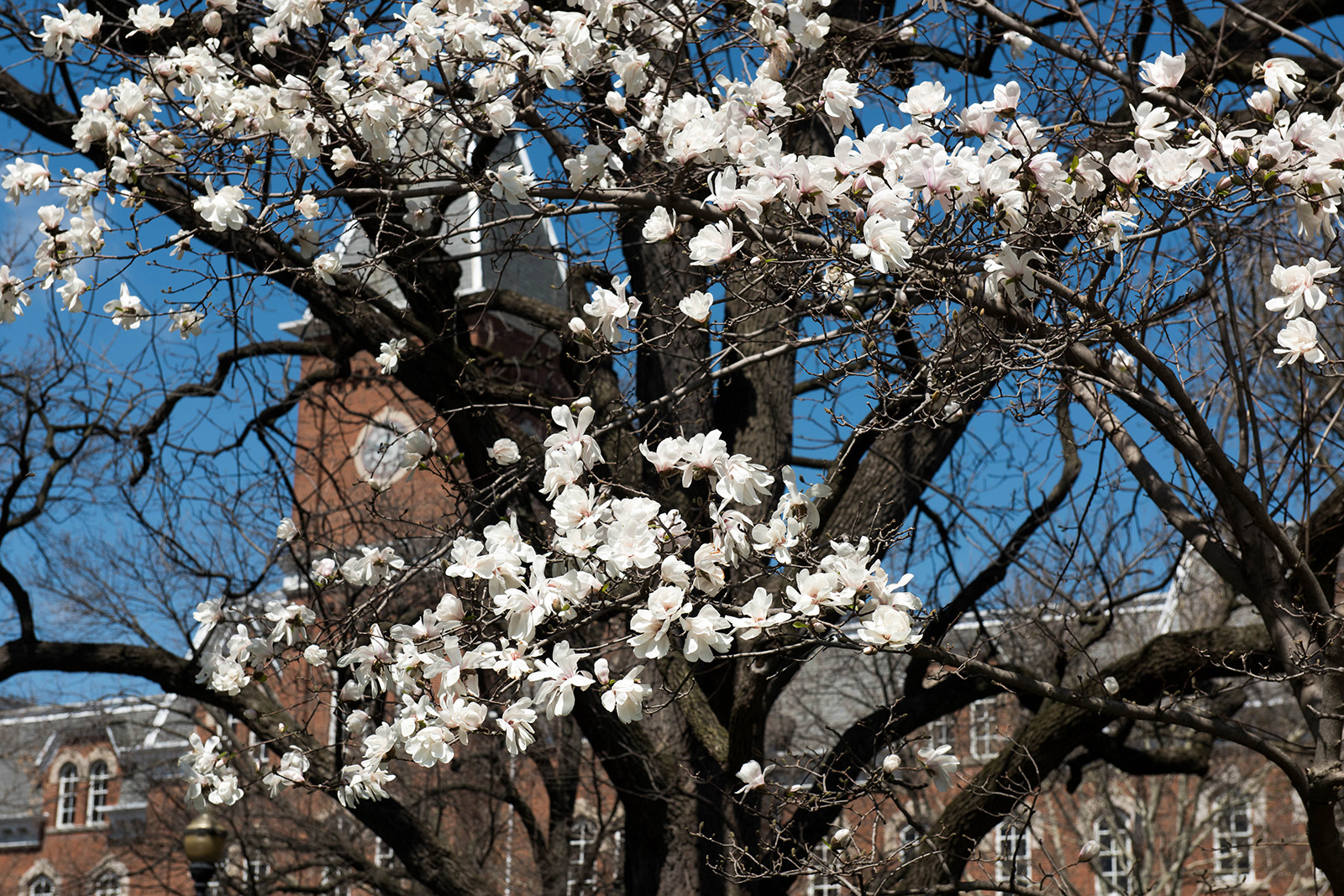 Flowering tree in front of University Hall