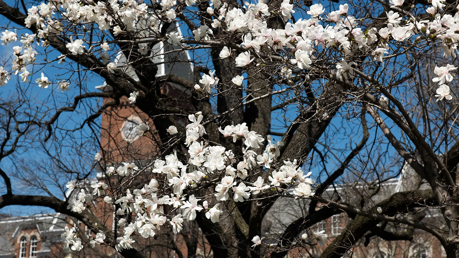 Flowering tree in front of University Hall