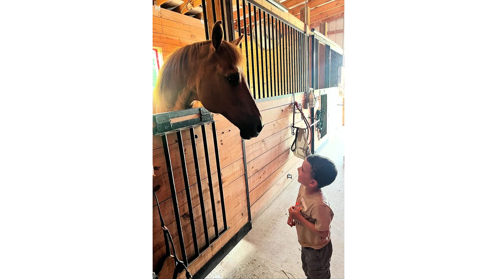 a child looking up at a horse in it's stall