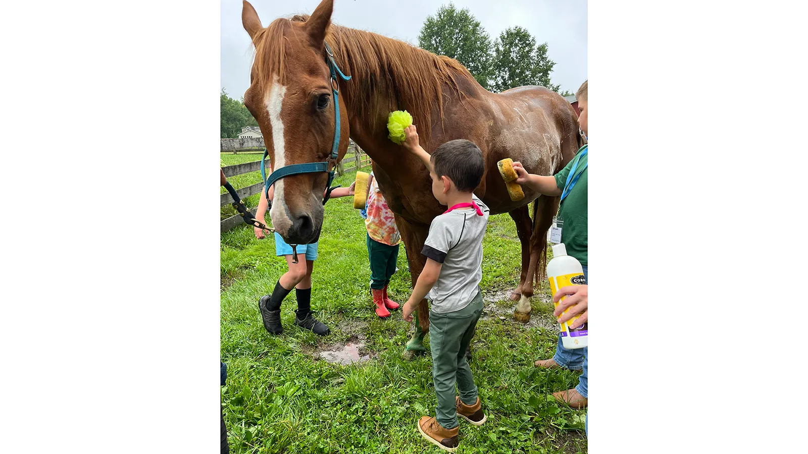 children caring for a horse