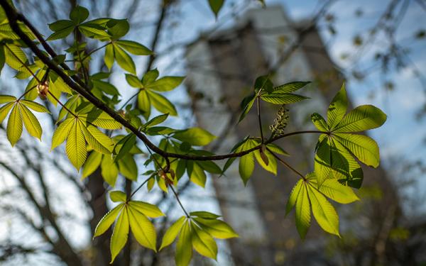 Close up of buckeye tree leaves in front of Morrill Tower