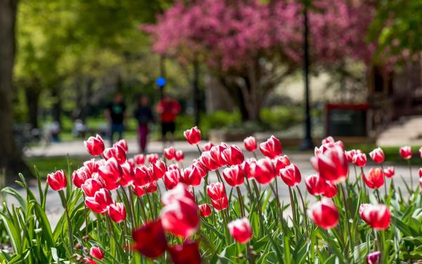 Red tulips on Oval