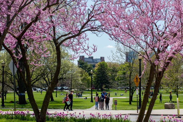 View of Oval framed by purple tulips and flowering trees