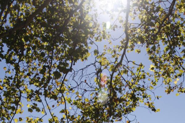 Trees Trees