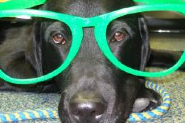 Dog wearing large green goofy glasses