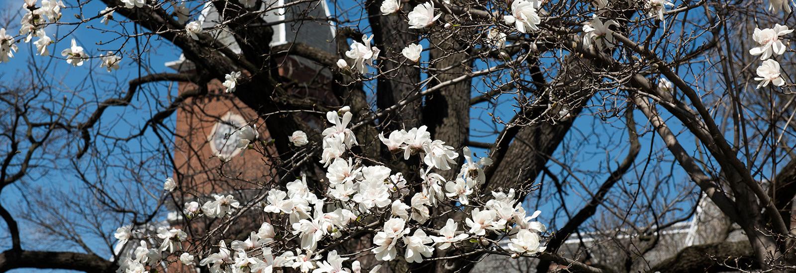 Flowering tree in front of University Hall