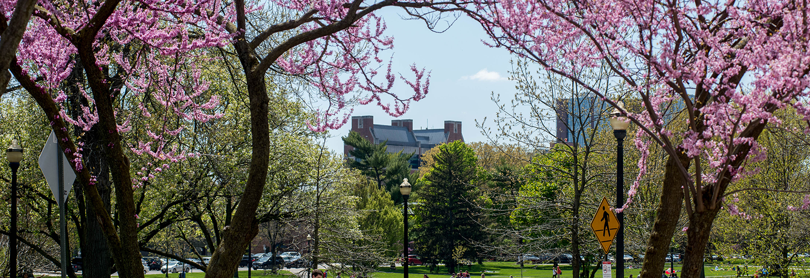 View of Oval framed by purple tulips and flowering trees