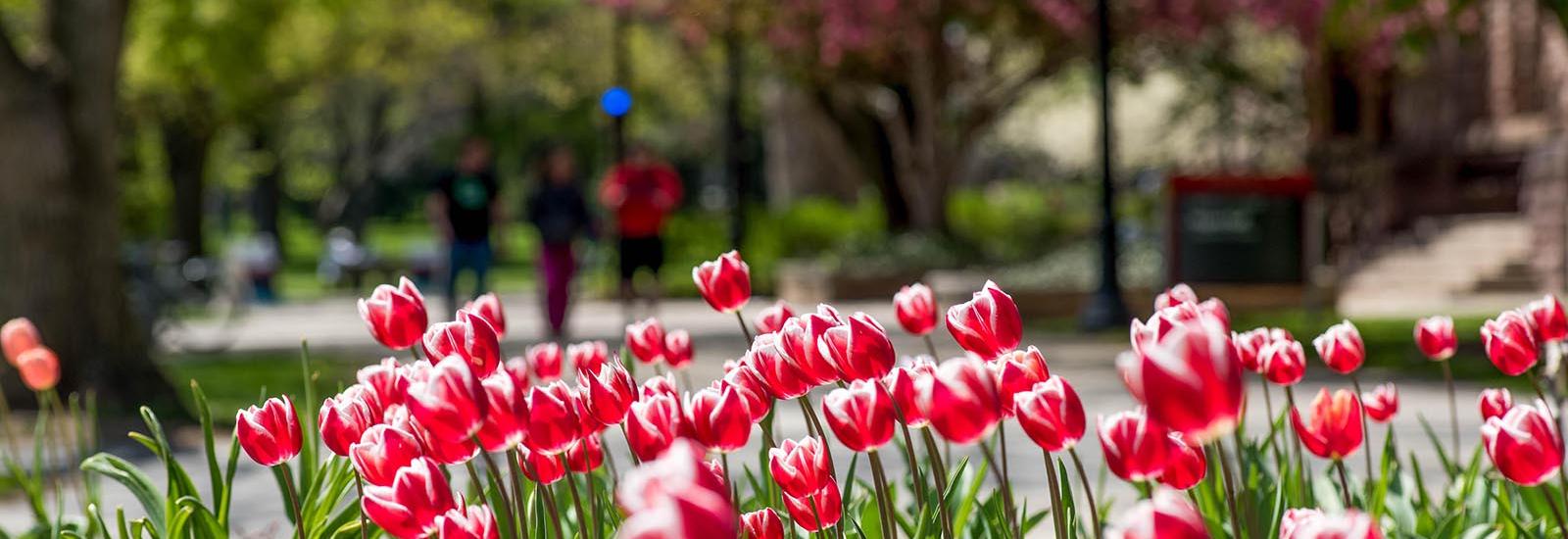 Red tulips on Oval